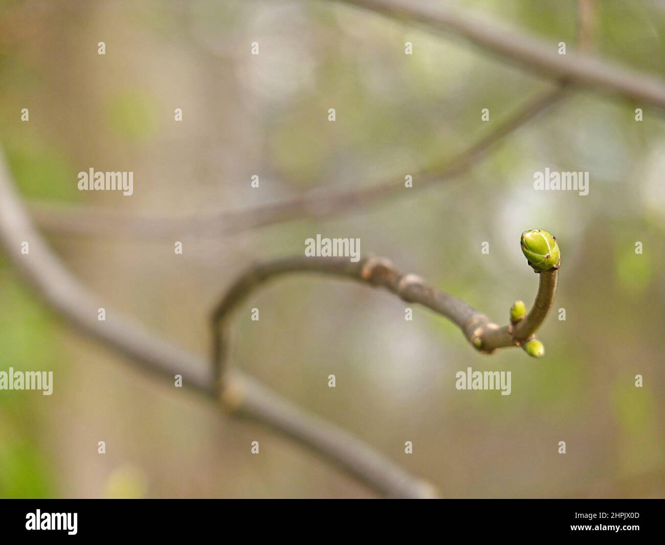 Selective focus of the green buds on the tree branch Stock Photo - Alamy