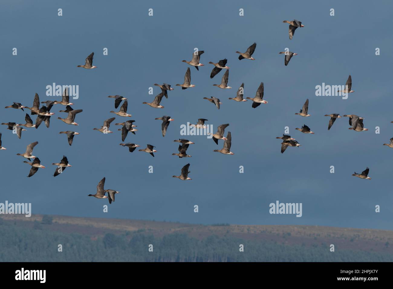 Pink-footed Geese (Anser brachyrhynchus) in flight Stock Photo