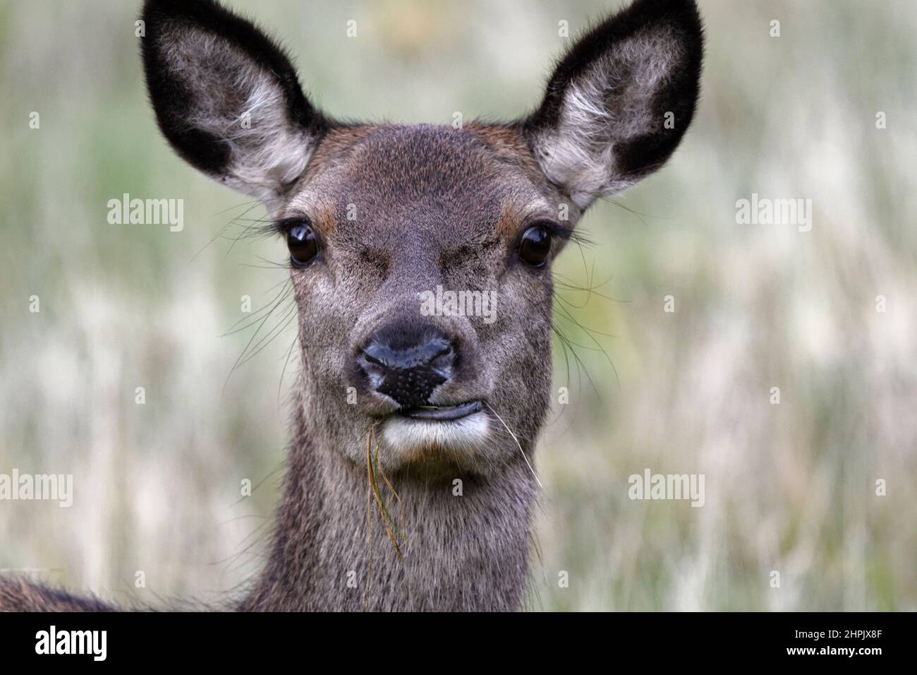 Red deer (Cervus elaphus), hind Stock Photo