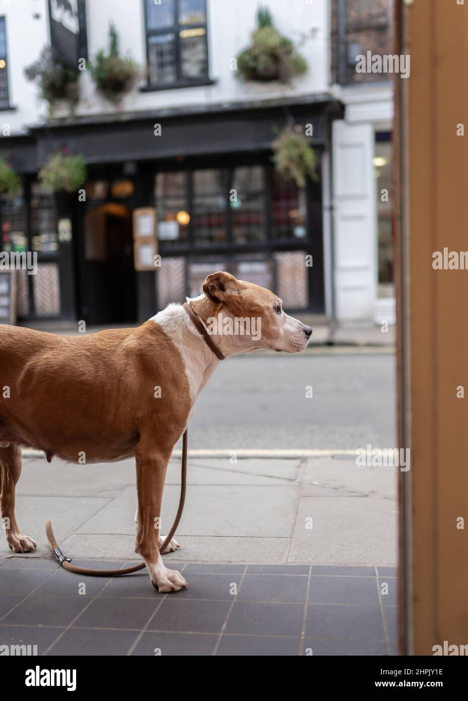 Dog looking sad and lost abandoned on street outside shop waiting for its owner to return. Stock Photo