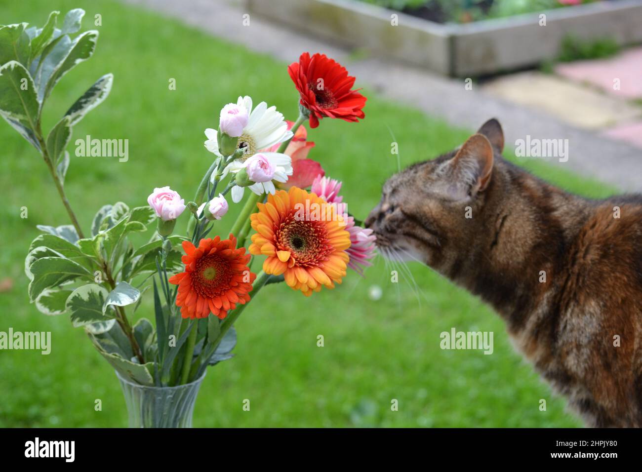 Domestic Cat Sniffing Flowers - Bunch Of Flowers - Outside In The Garden - Animal And Nature / Flowers - Yorkshire - UK Stock Photo