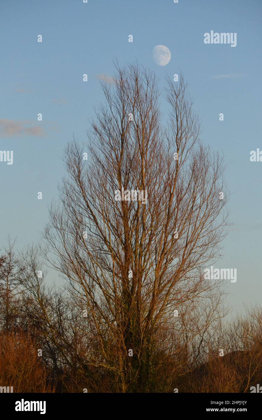 Tall Bare Tree In Winter - Moon Rising - Moon At Top Of A Tree - Blue Sky - Filey - Yorkshire - UK Stock Photo