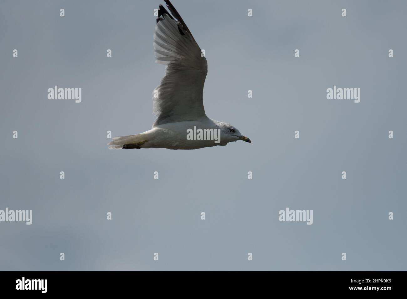 Gull flying through the sky in NY Stock Photo