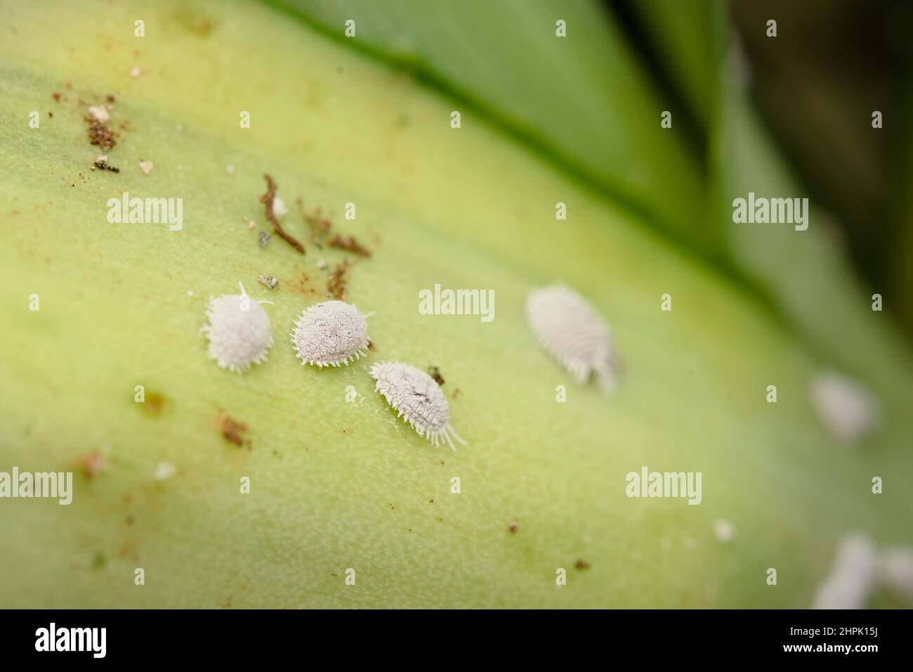 Mealy bugs are agricultural insect pest which on the plant leaf. Used selective focus. Stock Photo