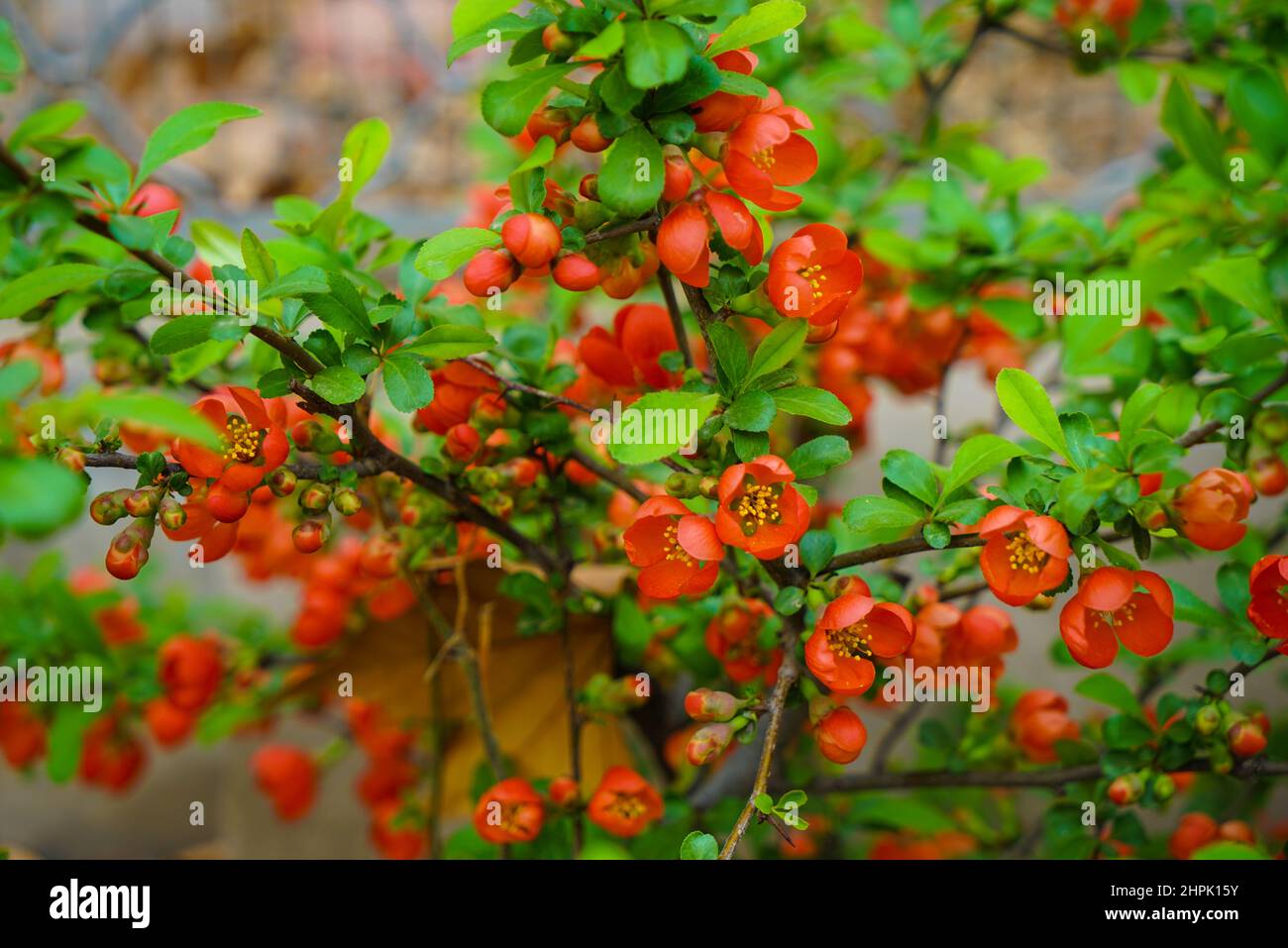 Chinese flowering crabapple blooming Stock Photo Alamy