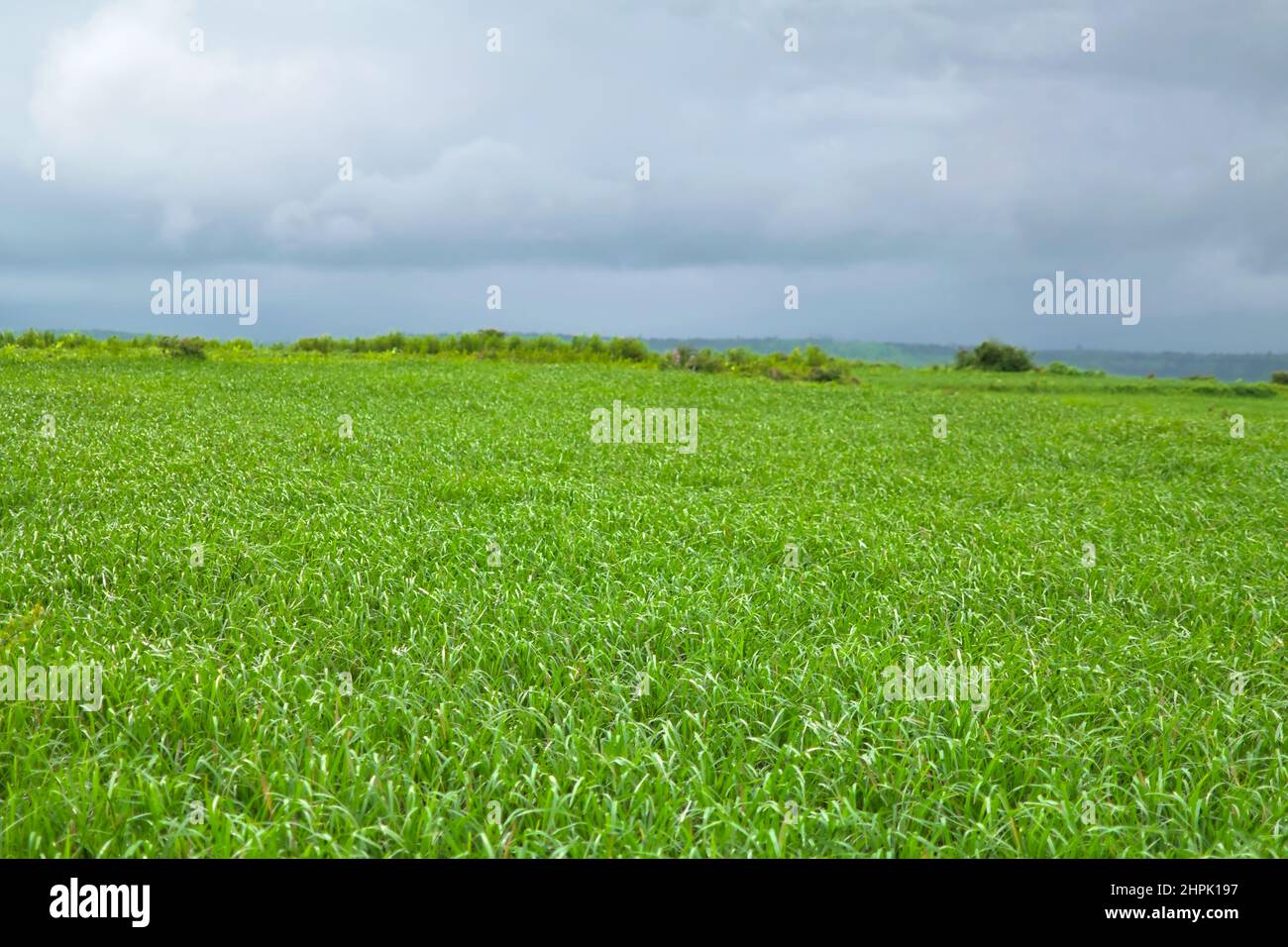 Paddy also known as rice field during monsoon season. Lush green leaf blades of paddy messed by wind and rain. Cloudy weather with hills. Stock Photo