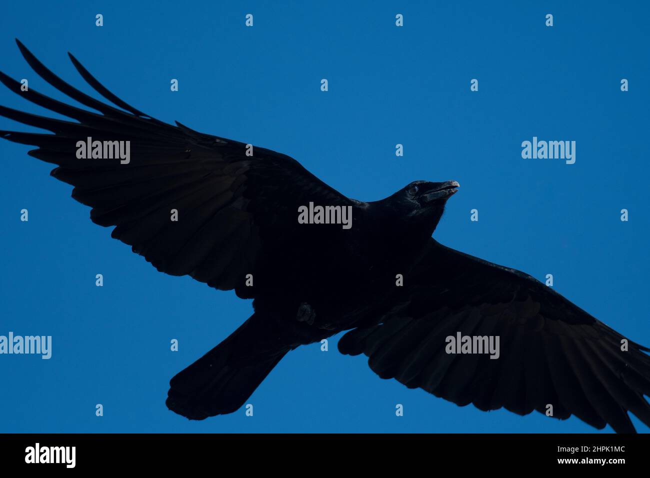 Close up of crow in flight Stock Photo