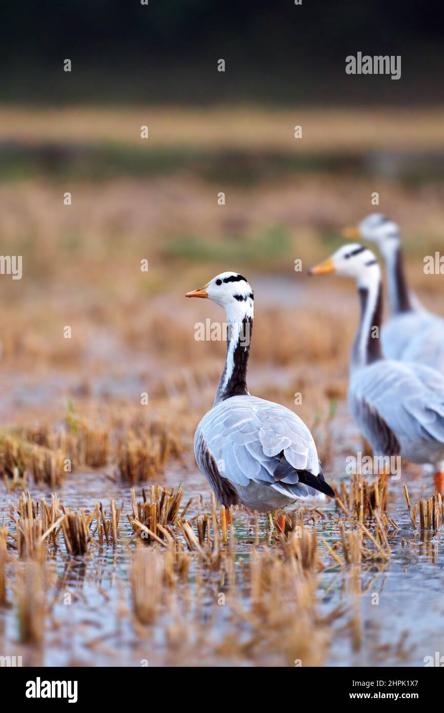 Bar Headed goose in their natural habitat. The grey colored bird is know for the extreme altitudes it reaches when migrating across the Himalayas Stock Photo