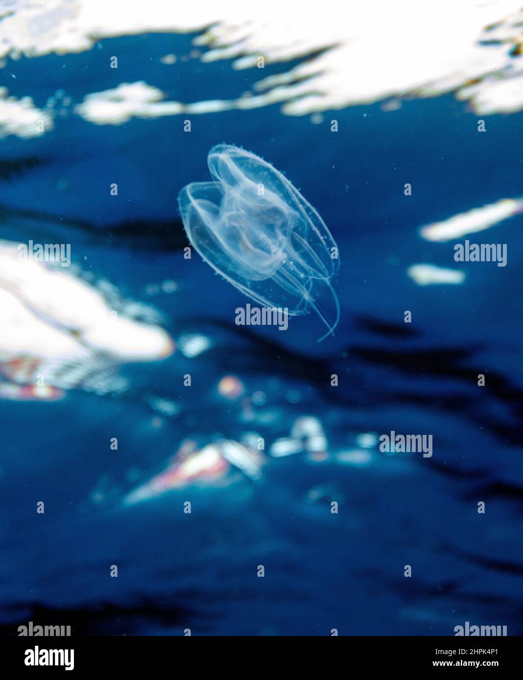 Warty comb jelly mnemiopsis leidyi hires stock photography and images