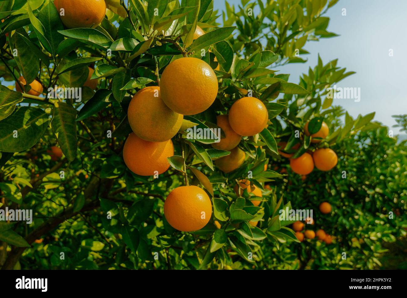 Orchard of navel orange, orange Stock Photo Alamy
