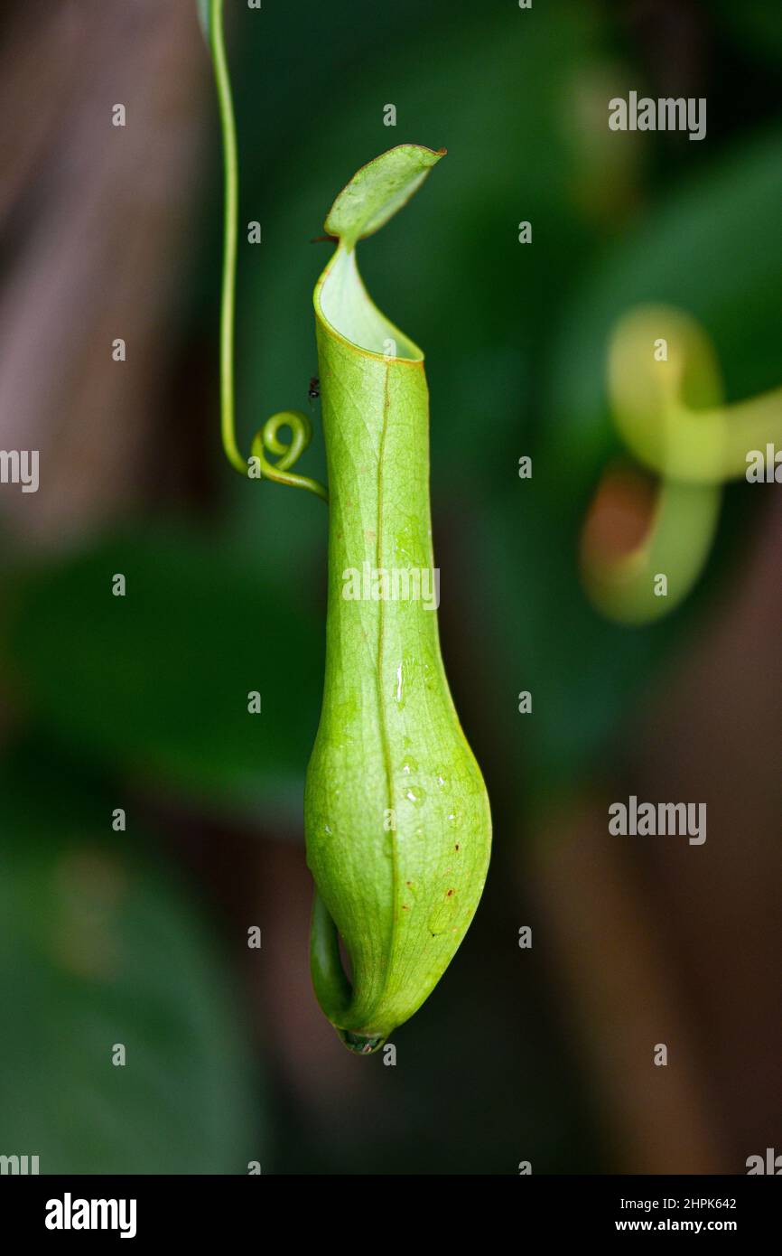 Wild Pitcher Plant hanging in tropical rainforest Stock Photo
