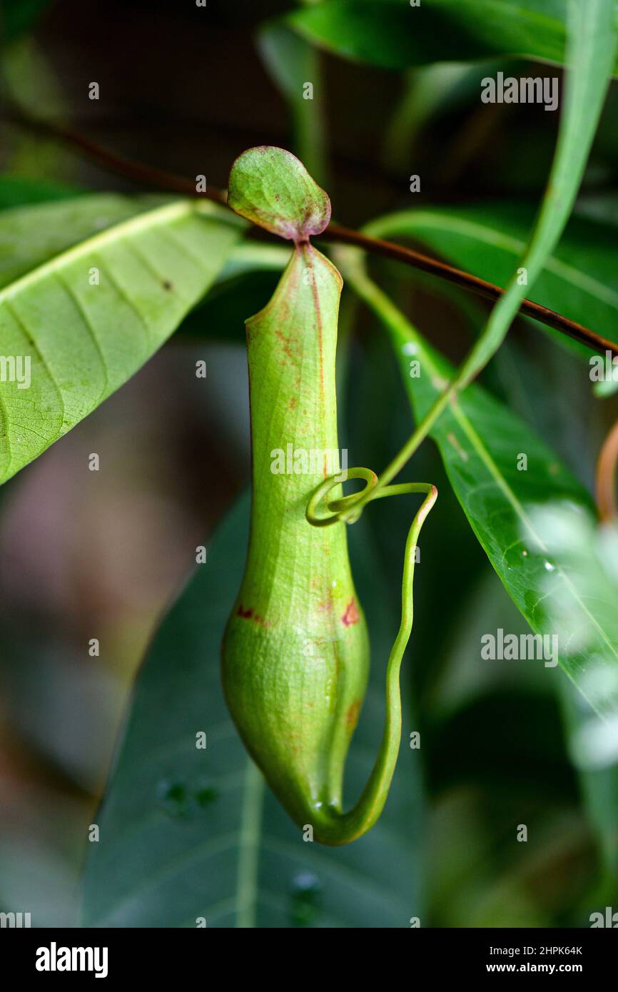 Wild Pitcher Plant hanging in tropical rainforest Stock Photo