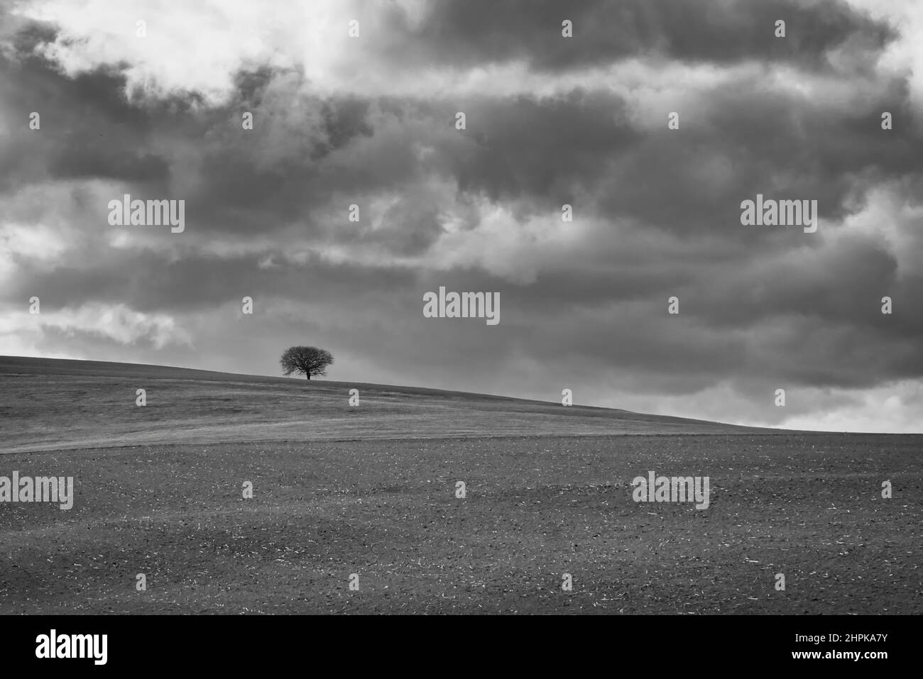 Black and white photo of a lonely tree on the hill, beautiful cloudy ...