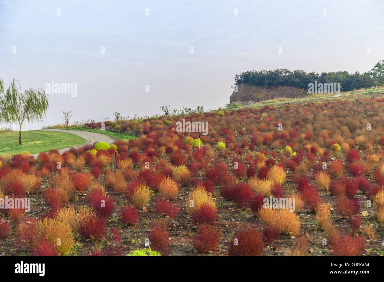 Kochia scoparia grass and city landscape architecture Stock Photo - Alamy