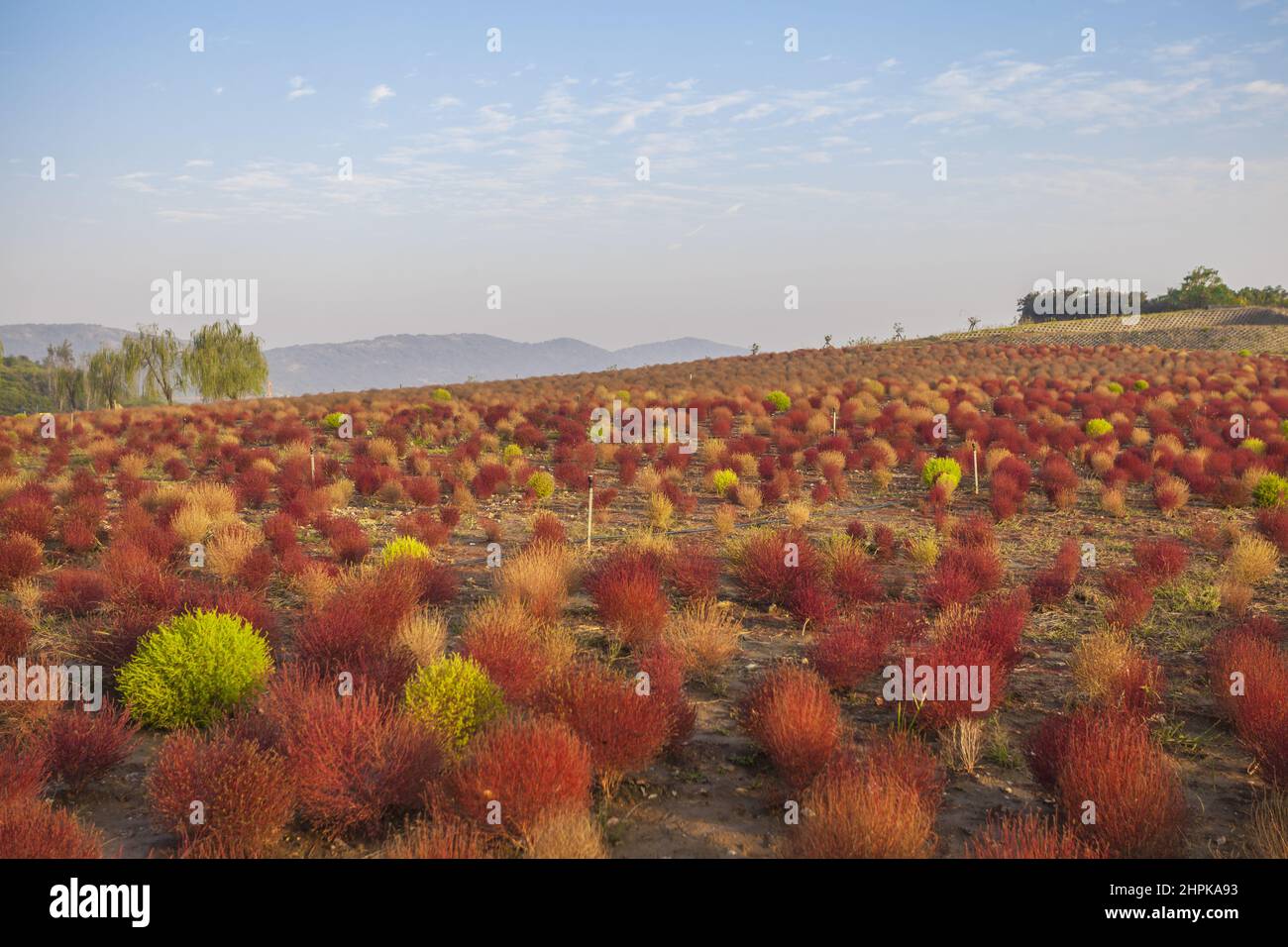 Kochia scoparia grass and city landscape architecture Stock Photo - Alamy