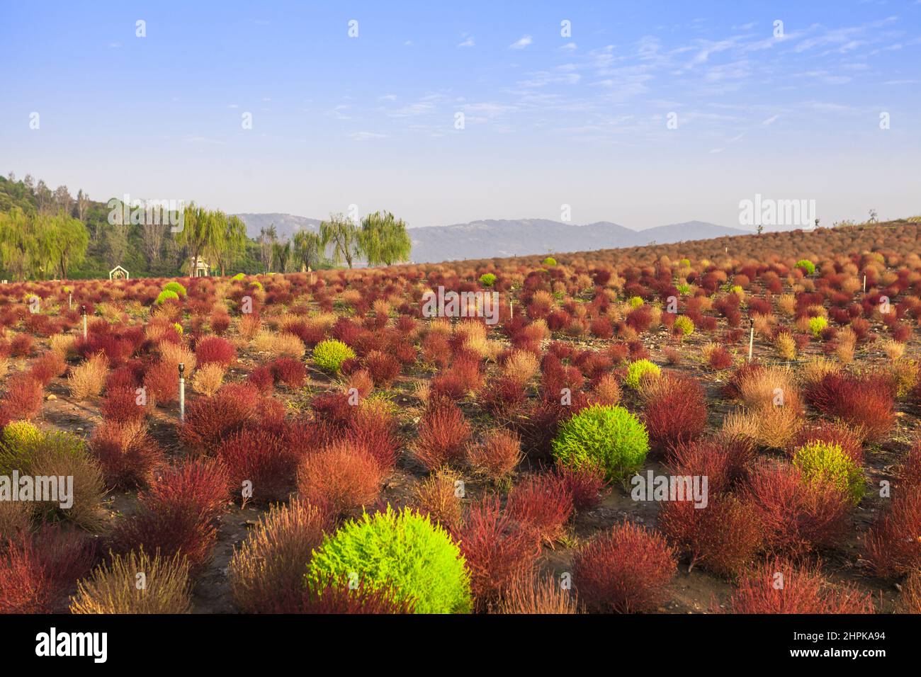 Kochia scoparia grass and city landscape architecture Stock Photo - Alamy