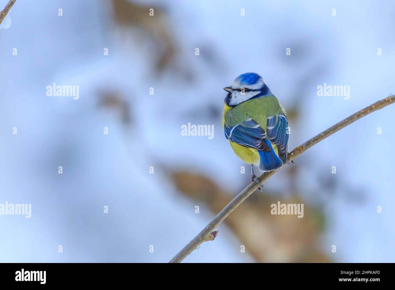 A gorgeous blue tit perched on a branch Stock Photo