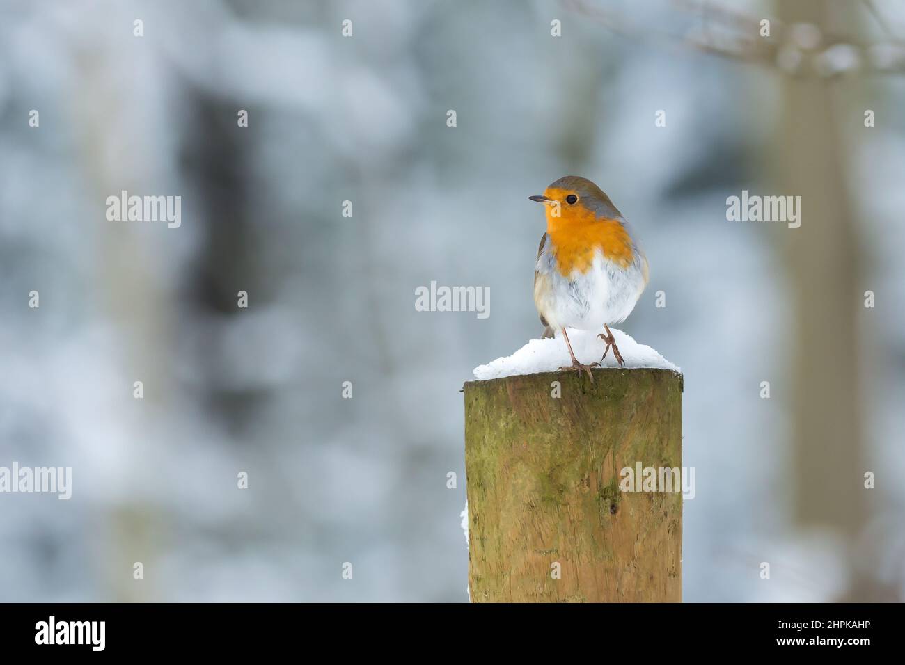 A beautiful British Robin on Highgate Common in South Staffordshire Stock Photo