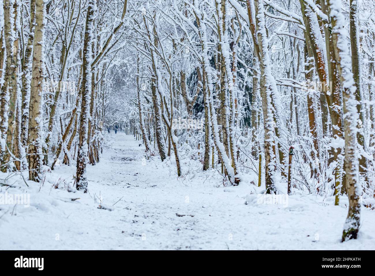 A typical winter landscape scene in England, Great Britain Stock Photo