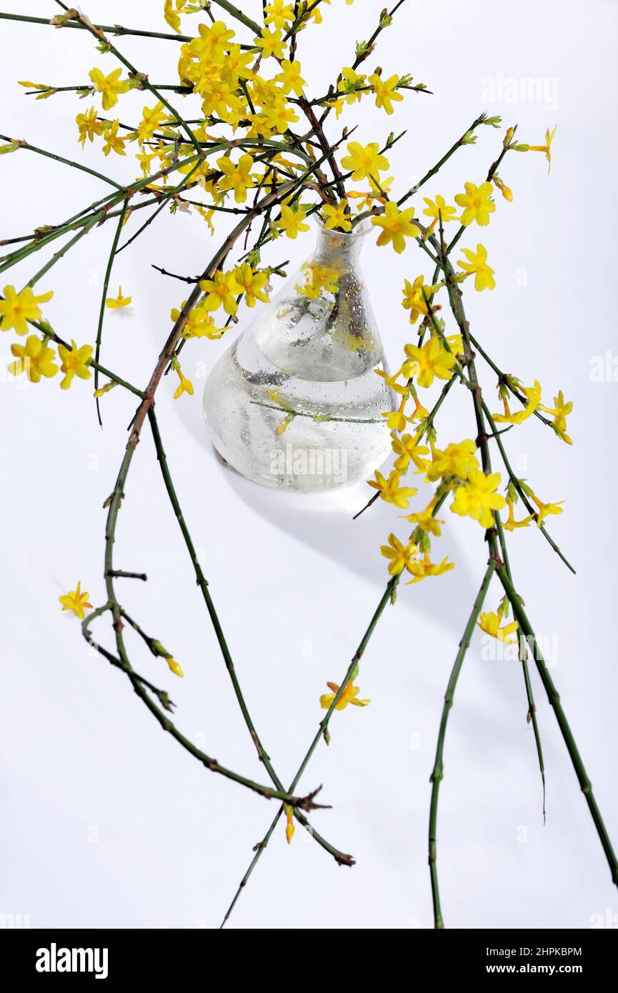 aroma, asia, botanical, bush, bushes, china, flower, flowers, green, humile, glass, vase, jasmine, jasminum, leaf, leaves, natural, nature, yellow, Stock Photo