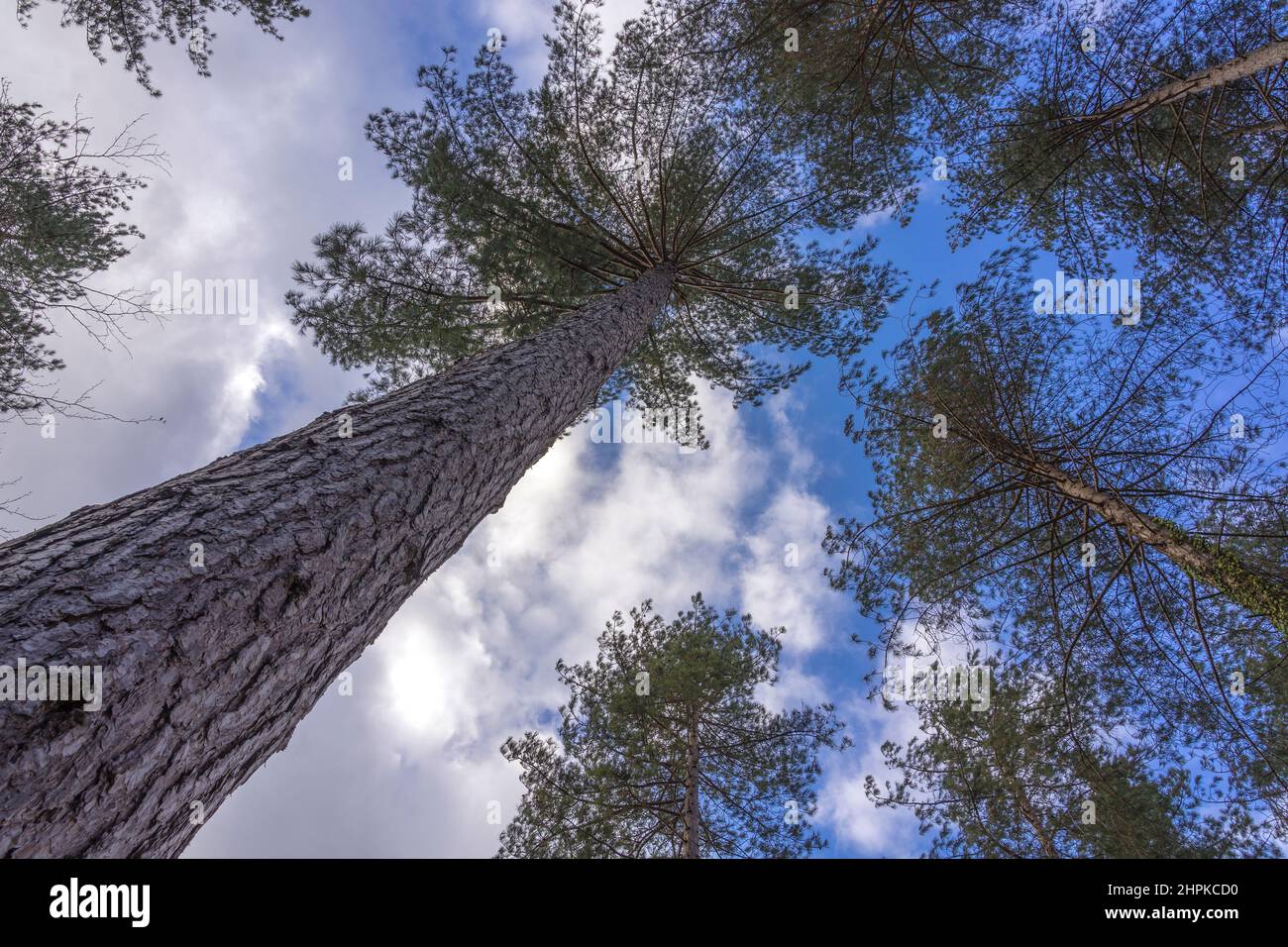 Tall pine trees reaching for the sunlight Stock Photo