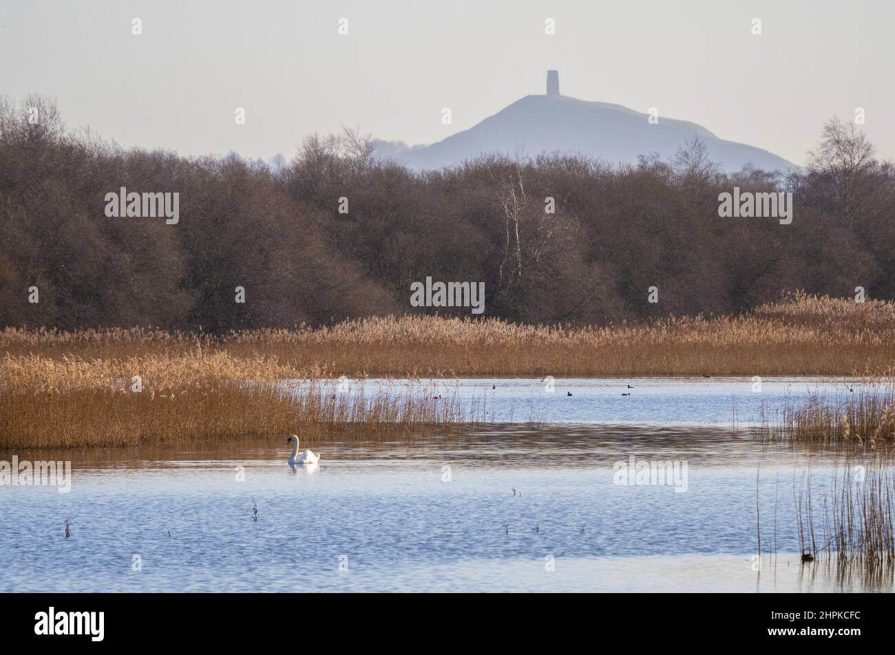 Somerset Levels at Shapwick Heath nature reserve with distant Glastonbury Tor above the reeds - Somerset UK Stock Photo