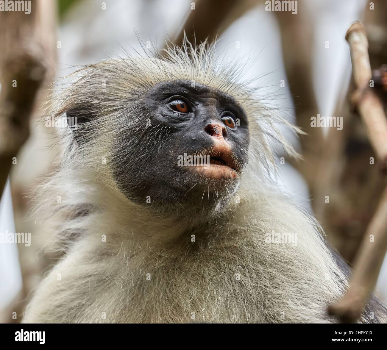 Red Colobus Monkey Colombus pennanti  an easily approached but rare primate in the Jozani Forest Reserve in Zanzibar East Africa Stock Photo