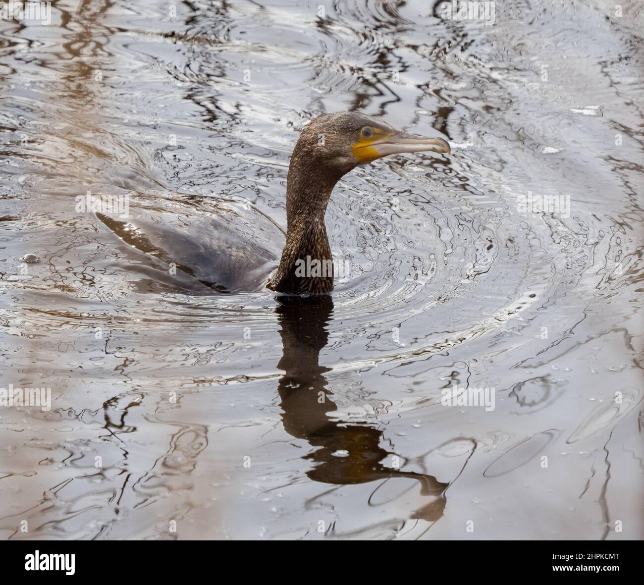 Cormorant Phalacrocorax carbo surfacing from a dive showing limited water-repellency of feathers compared to other diving birds - Somerset UK Stock Photo
