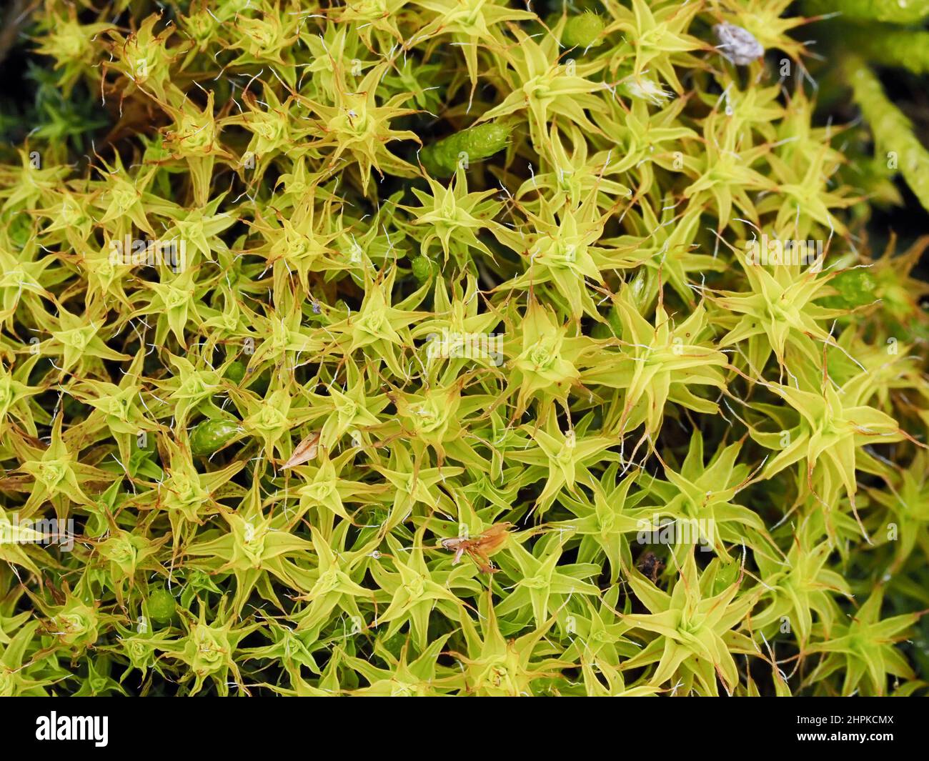 Tortula or Syntrichia ruralis moss known as Star Moss Twisted Moss or Golden Dune Moss forms attractive golden cushions on flat ground - Somerset UK Stock Photo