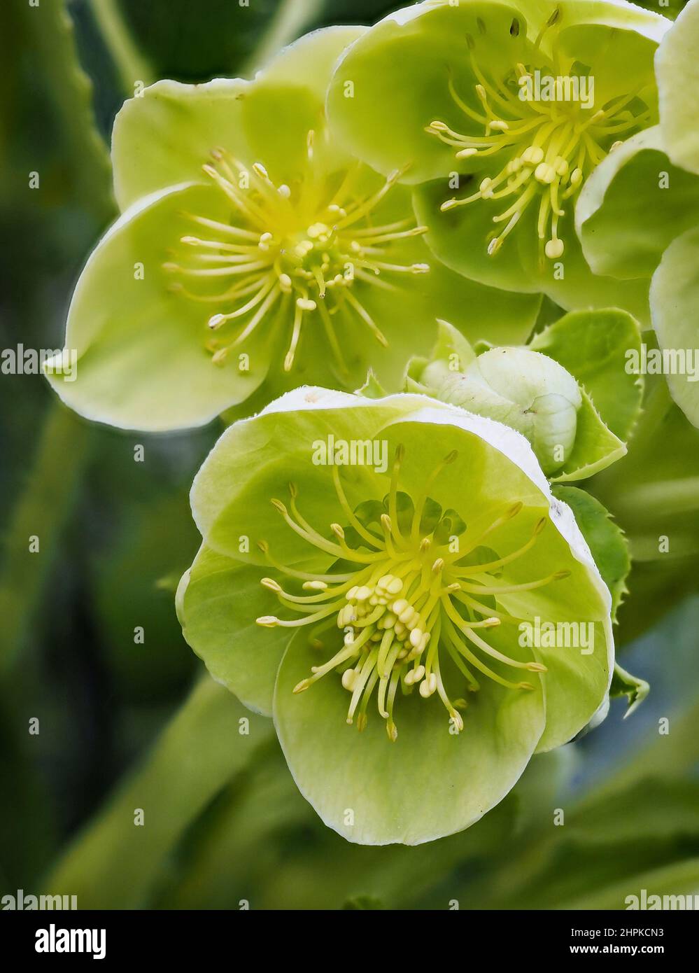 Attractive green flowers of Corsican Hellebore H corsicus or argutifolius flowering in late winter and early spring - UK Stock Photo