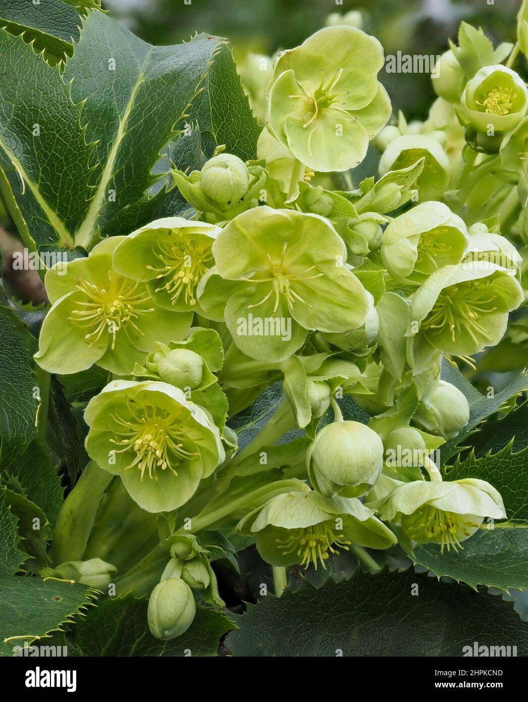 Attractive green flowers of Corsican Hellebore H corsicus or argutifolius flowering in late winter and early spring - UK Stock Photo