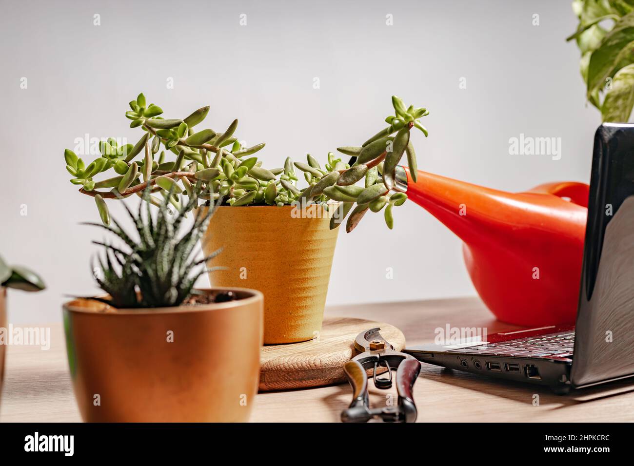 Home plants in pots, accessories for home gardening. Still life on gray background Stock Photo