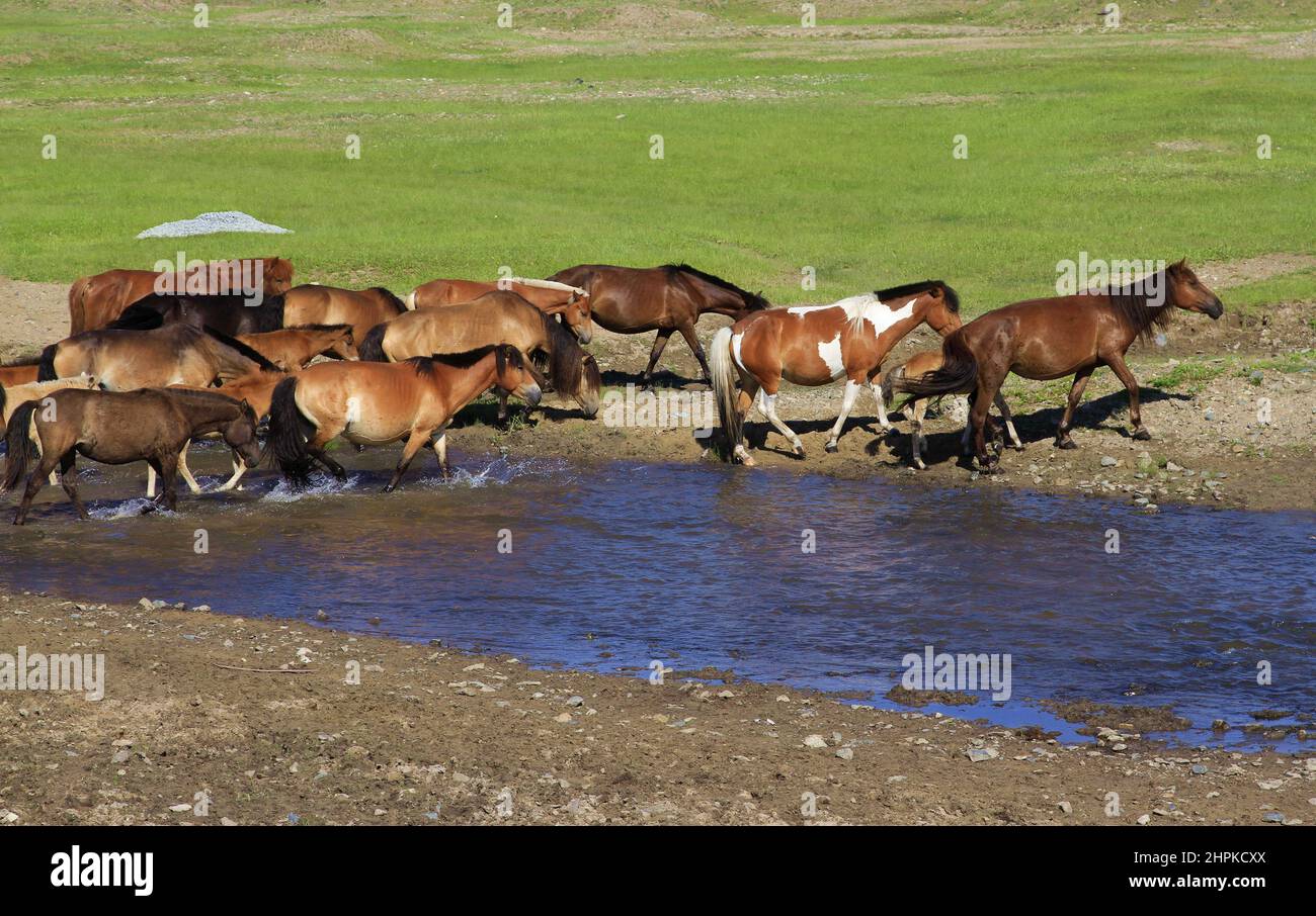 Prairie Mongolian horse Stock Photo - Alamy