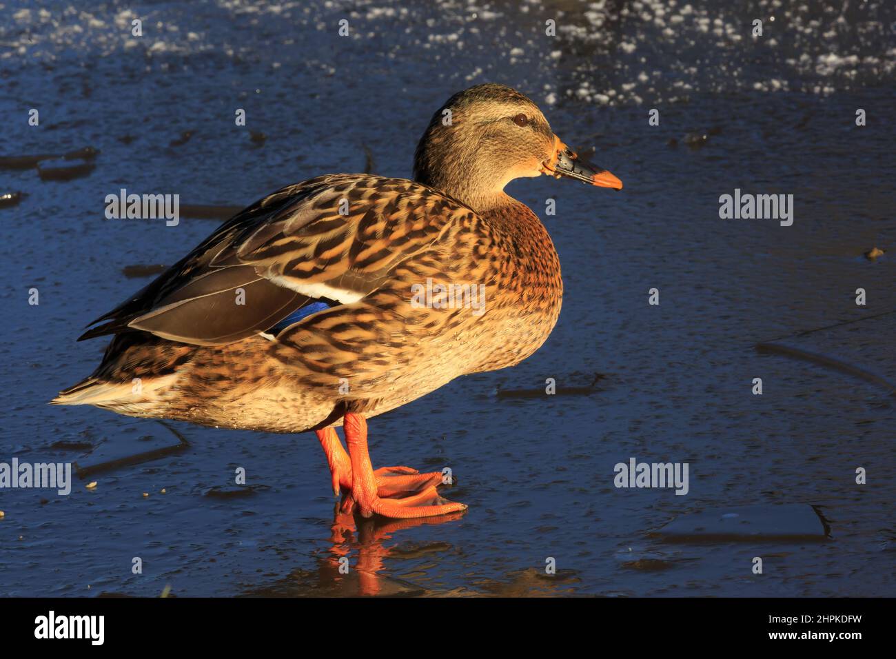 Female mallard duck in bright afternoon sunlight Stock Photo