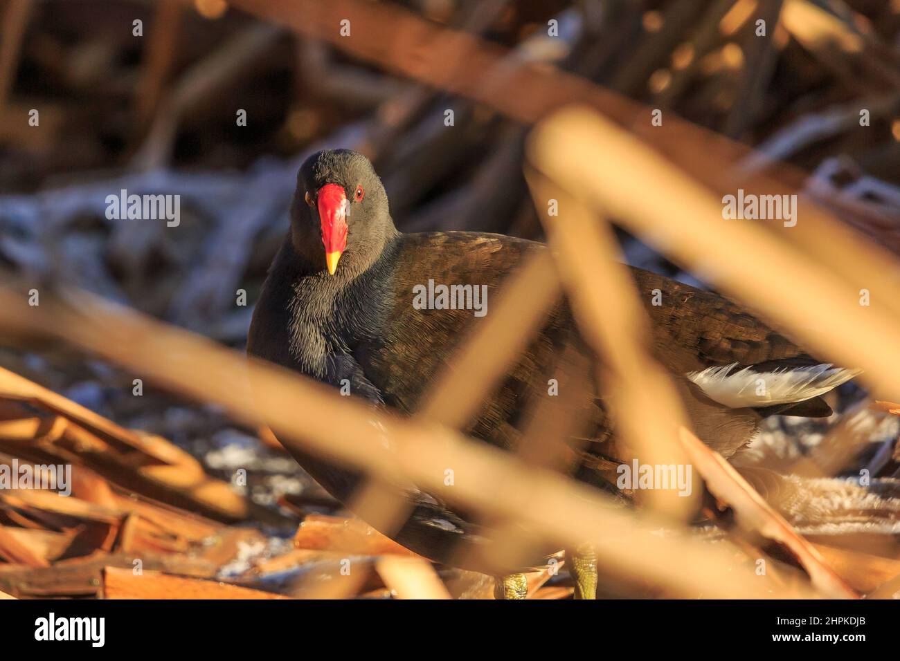Moorhen trying to hide in the rushes Stock Photo
