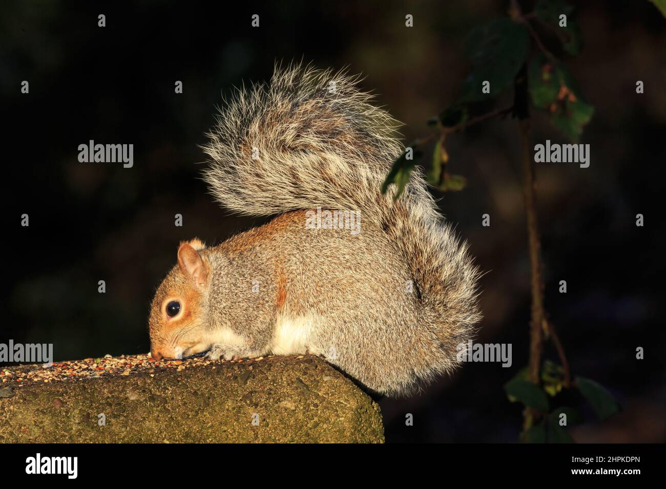 An example of the grey squirrel which entered Britain illegally Stock Photo