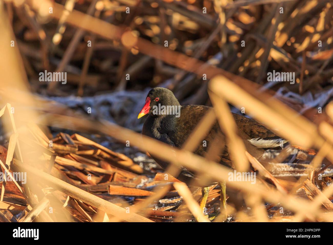 Moorhen trying to hide in the rushes Stock Photo