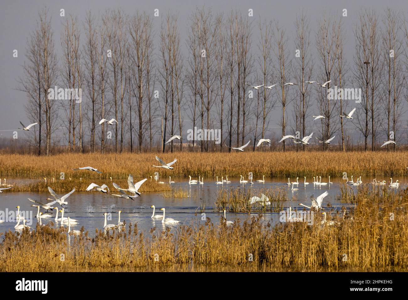 The Yellow River in henan sanmenxia wetland landscape Stock Photo - Alamy