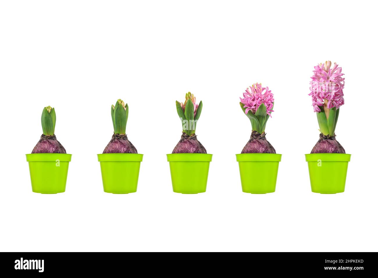 Growth stages of a pink hyacinth from flower bulb to blooming flower isolated on a white background Stock Photo