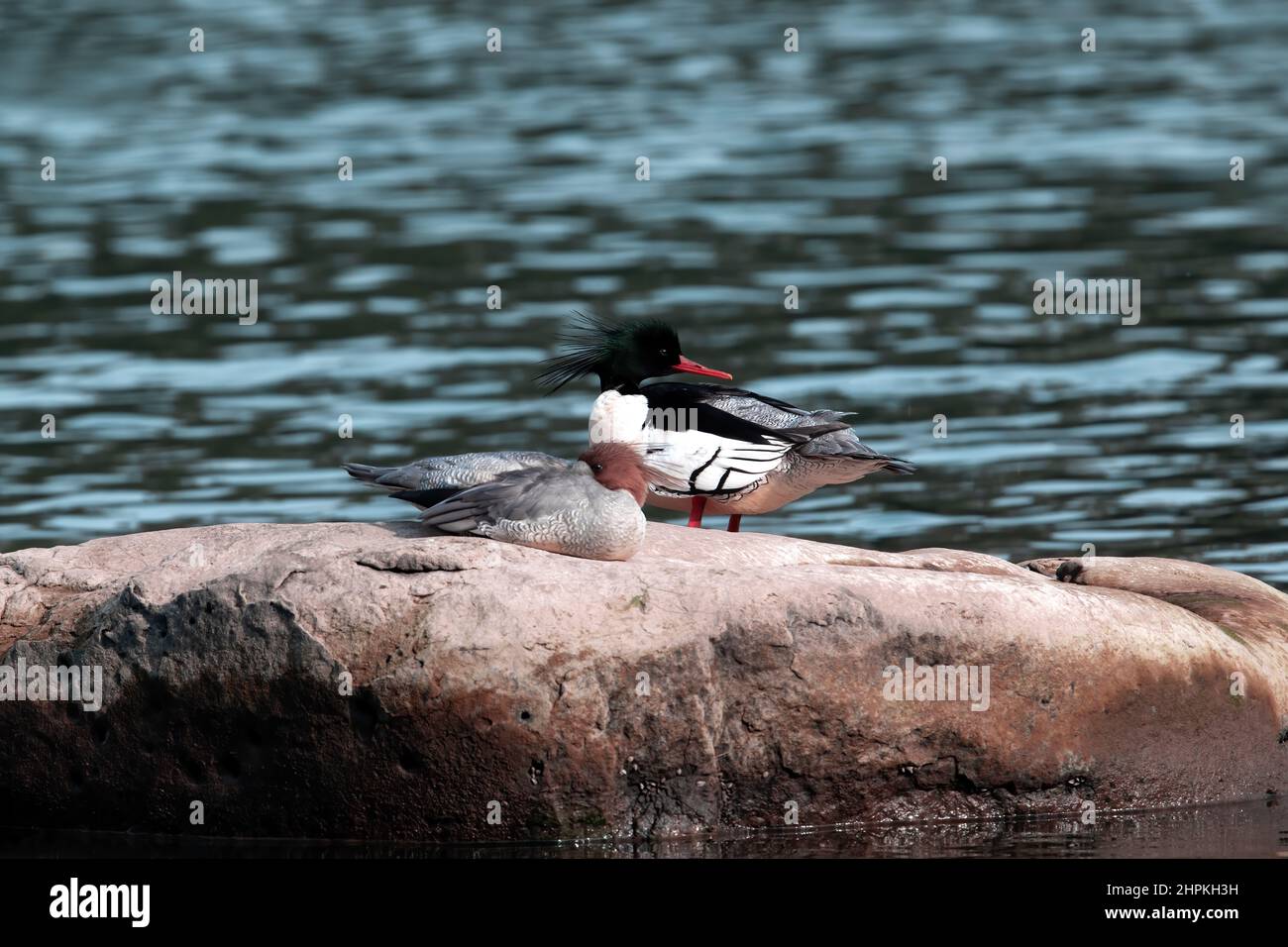 Chongqing - the Chinese merganser QiHe ecology Stock Photo - Alamy