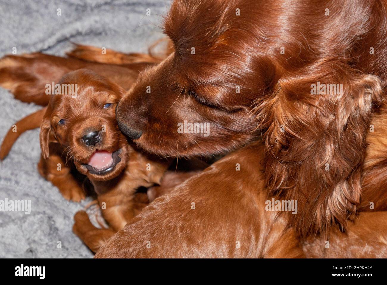 Irish setter bitch cleaning and feeding her litter of two week old
