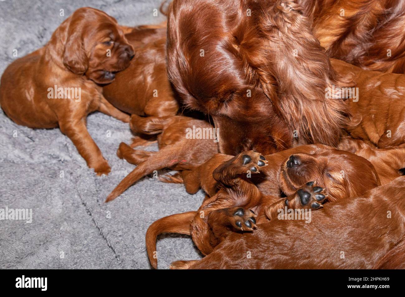 Irish setter bitch cleaning and feeding her litter of two week old