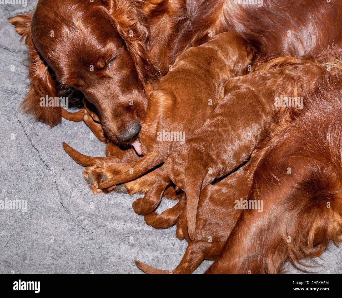 Irish setter bitch cleaning and feeding her litter of two week old