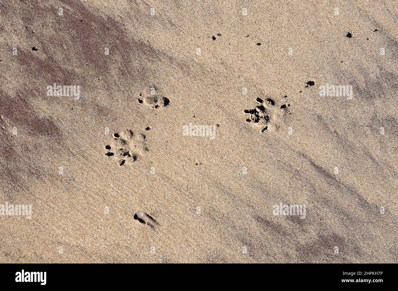 Dog paw prints in sand.  Whitby, Yorkshirepaw Stock Photo