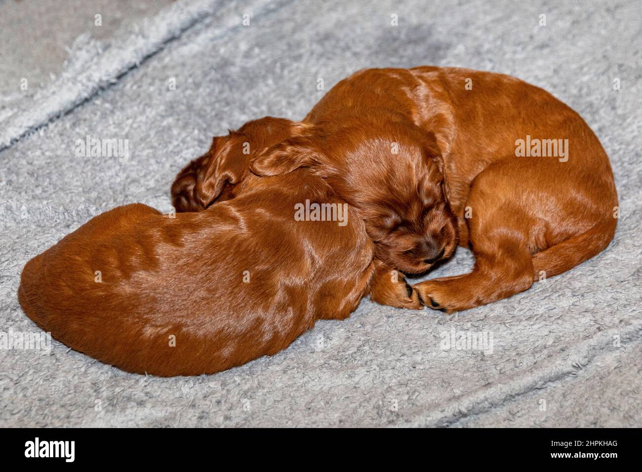 Two two week old Irish Setter puppies sleeping in whelping box Stock