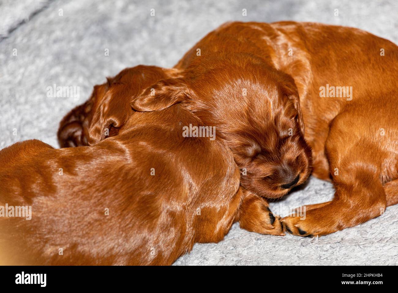 Two two week old Irish Setter puppies sleeping in whelping box. Stock Photo