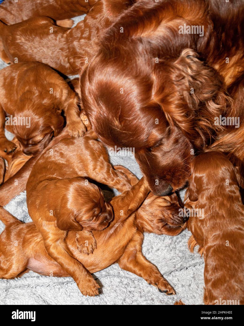 Irish setter bitch with her two week old puppies in whelping box Stock ...
