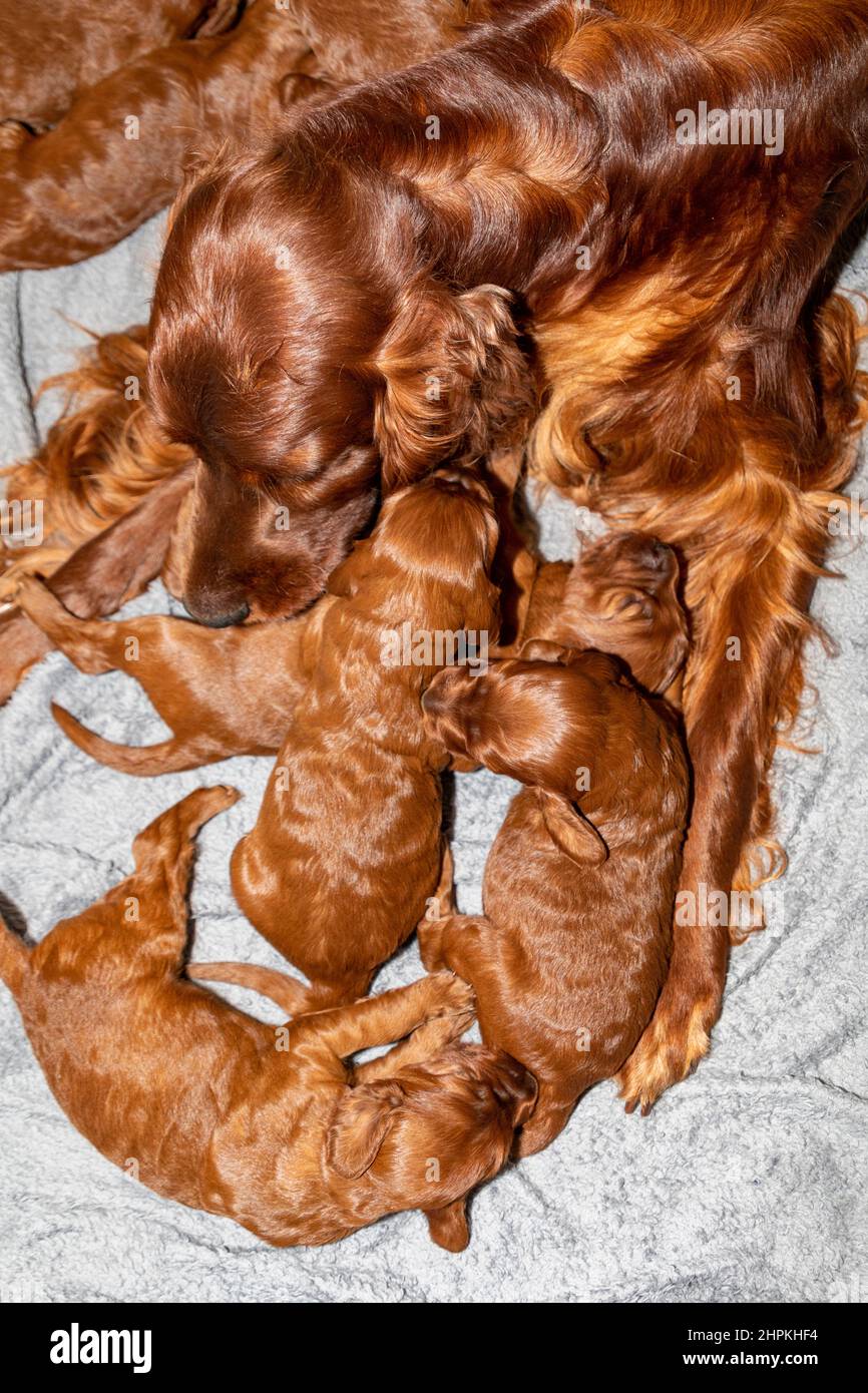 Irish setter bitch with her two week old puppies in whelping box stock
