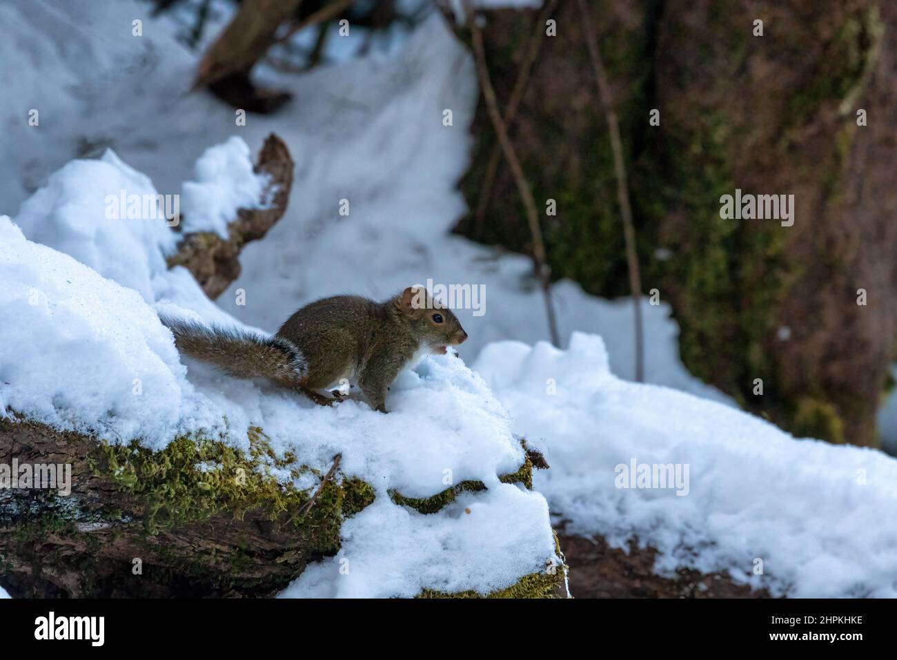 Location of chongqing ecological - red tragopan Stock Photo