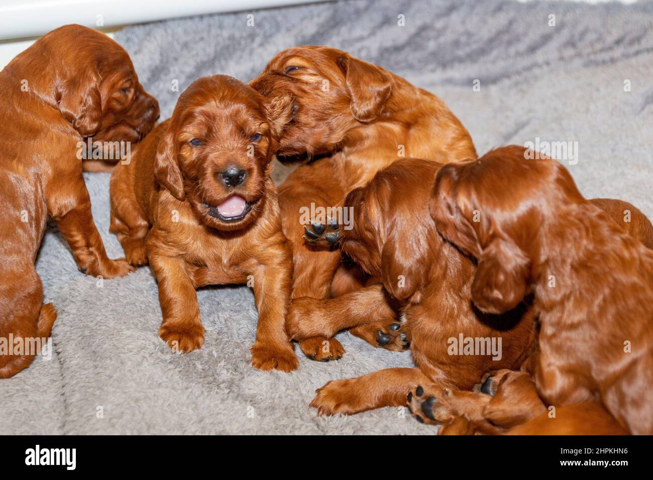 Two week old Irish Setter puppies in whelping box Stock Photo Alamy